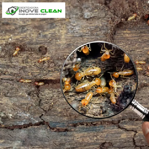 Dedetização de Cupins em São Gonçalo e Região