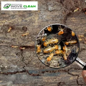 Dedetização de Cupins em São Gonçalo e Região