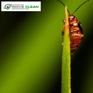 Baratas: as Verdades os Mitos e Curiosidades